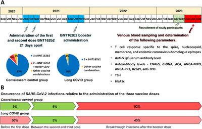 High prevalence of long COVID in anti-TPO positive euthyroid individuals with strongly elevated SARS-CoV-2-specific T cell responses and moderately raised anti-spike IgG levels 23 months post-infection